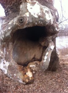 Sycamore Snag, Clarke County, VA
